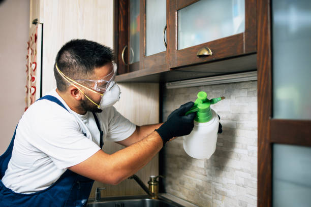 Best Wasp Removal Services  in Taos, MO