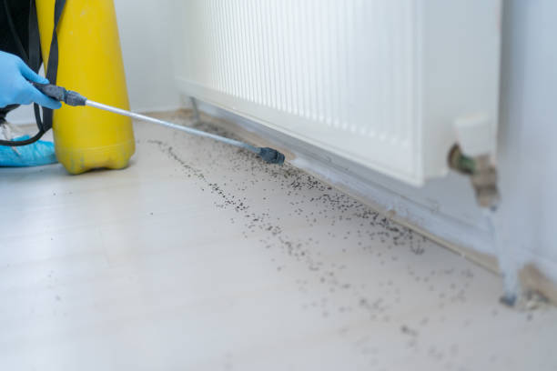 Wasp Removal Services in Taos, MO